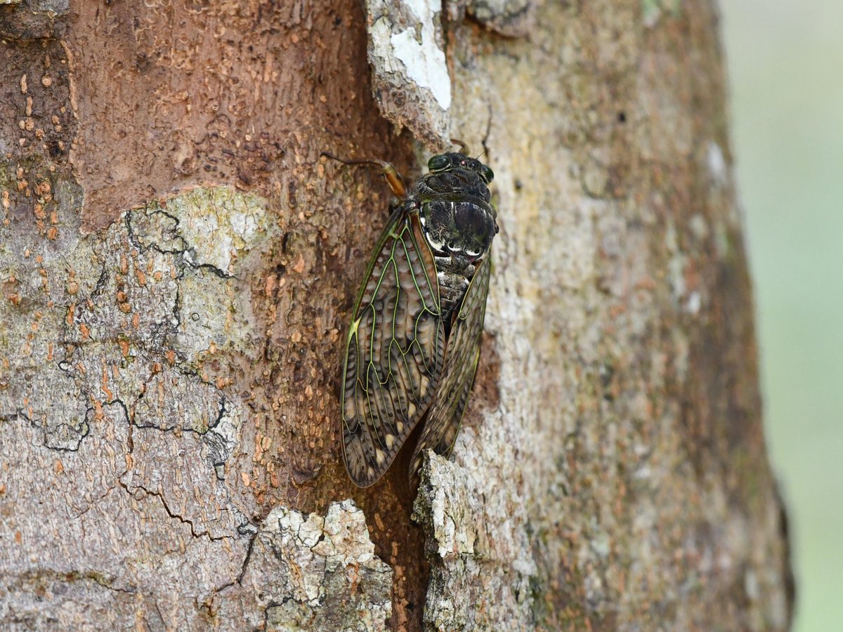 #46:
          Unidentified Cicada, Okinawa.
          f/5.6 at 500mm - Shutter Speed: 1/250 - ISO: 2800